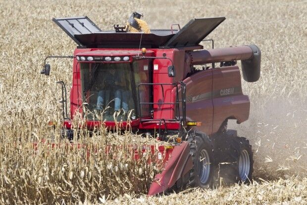 Harvest time